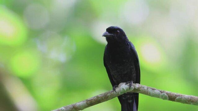 A Greater Racket-tailed Drongo's Majestic Display in the Wild