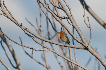 European Robin, Erithacus rubecula. Red coloured bird.