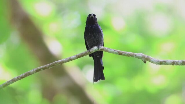 A Greater Racket-tailed Drongo's Majestic Display in the Wild