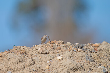A bird with a caterpillar in its mouth. Hooded Wheatear, Oenanthe monacha.