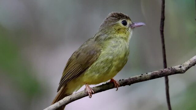 Nature wildlife bird of Hairy-backed Bulbul perched on tree.
