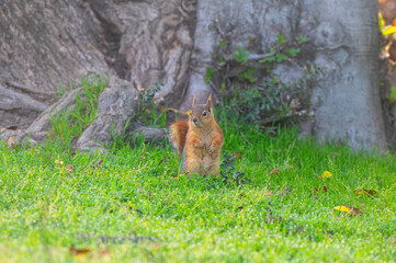 Caucasian Squirrel, Sciurus anomalus, standing on green grass.