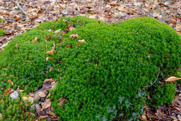 Selective focus a bush of small and tiny green leaves in forest, Plantago subulata moss is a...