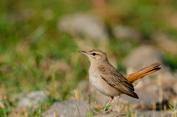 Rufous-tailed Scrub Robin on stone. Cercotrichas galactotes.