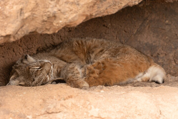Fototapeta premium A bobcat in the Sonoran Desert Museum, Tucson Arizona, USA sleeps peacefully in a quiet nook of his enclosure. 