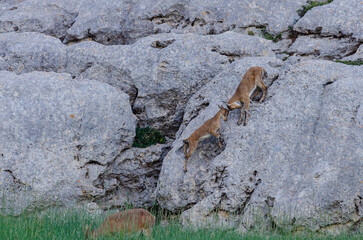 Wild goat kids playing on the rocks. Capra aegagrus.