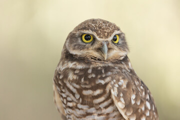Close up portrait of a burrowing owl looking off to the side of the camera in soft light with an out of focus pastel green background.