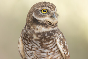 Close up portrait of a burrowing owl looking to the right in soft light with a pastel green out of focus background.