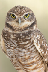 Vertical portrait of a burrowing owl staring at the camera in soft light with a pastel green background. 