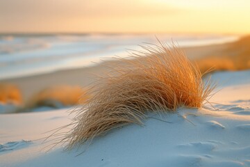 Beautiful landscape of ears of grass near the seashore, sunny bright sunset in the background, idyll tranquility Yin Yang