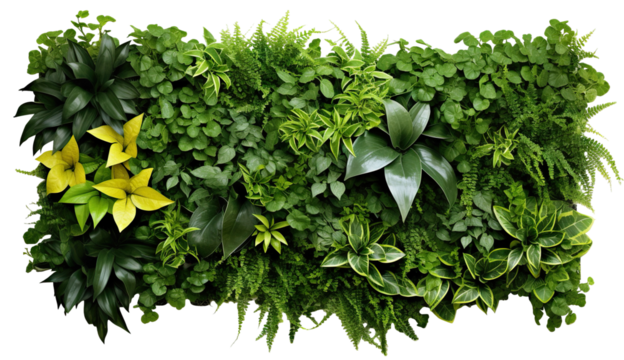 Green garden wall from tropical plants, cut out