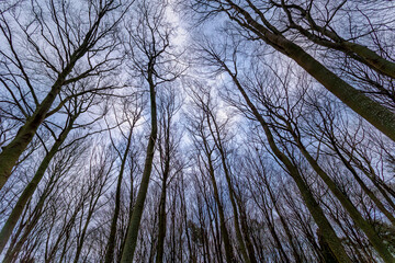 Uprisen angle with view of leafless tree twig under dark and cloudy day, Silhouette of bare branches trees in the forest after leaves fallen in winter, Nature texture pattern background.