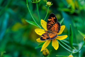 Pearl Crescent (Phyciodes tharos) on green foliage
