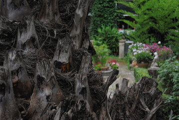 Corteza de un árbol con un jardín de fondo