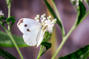 Cabbage White butterfly.(Pieris rapae) on green and white foliage