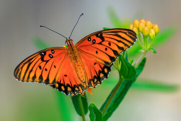 Gulf Fritillary (Dione vanillae) on flowers
