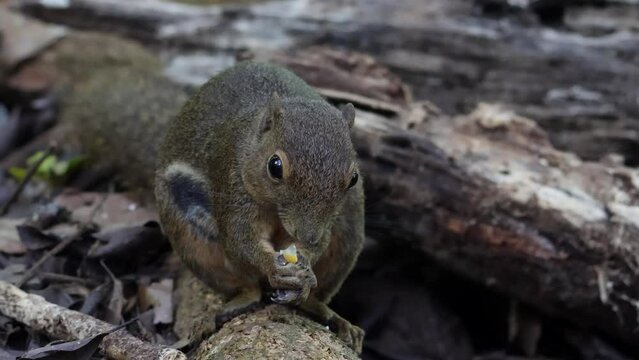 Cute Ground Squirrel eating jungle fruit on rainforest jungle