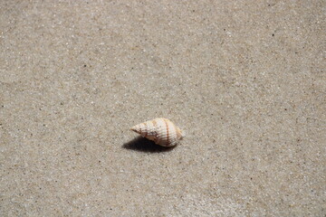 shell on the sand