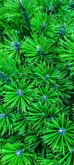 Fototapeta na wymiar green pine needles