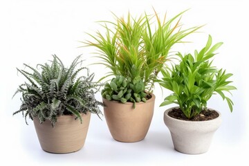 plants in a pot on white background. Generative AI