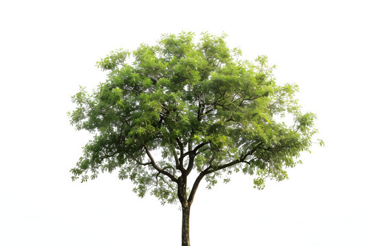 tree isolated on white background