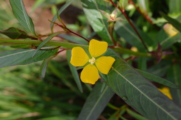 yellow flowers from a plant with the scientific name Ludwigia decurrens which thrives in swampy areas such as rice fields.