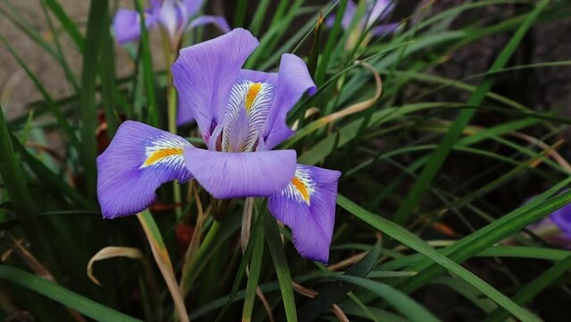Garden nature blooming. Violet purple irises blossoming in springtime. April, May flowering plants in a forest. Iris pontica Zapal. Iridaceae. 