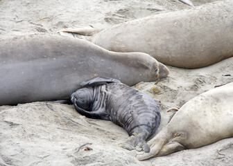 Close up of mom and baby elephant seals hauled out on a beach in Northern California. Piedras Blancas Rookery. Pup laying next to mother on the sandy beach.