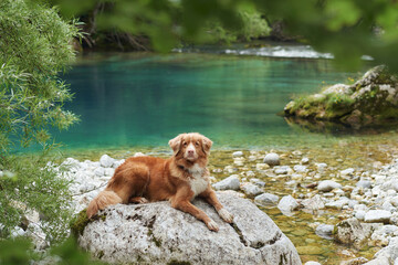 A Nova Scotia Duck Tolling Retriever dog lounges on a rock by a crystal-clear river, surrounded by...