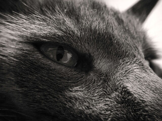 Una foto a blanco y negro de un gato mirando al infinito