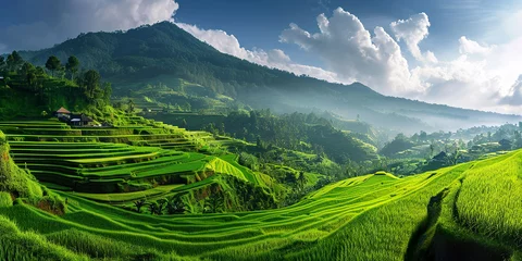 Deurstickers Panoramic landscape of Indonesian rice field © shobakhul