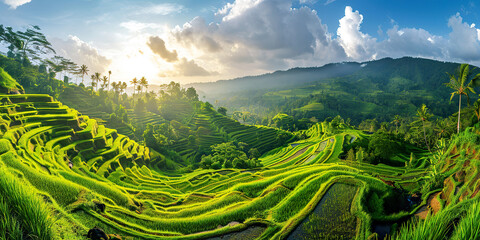 Panoramic landscape of Indonesian rice field