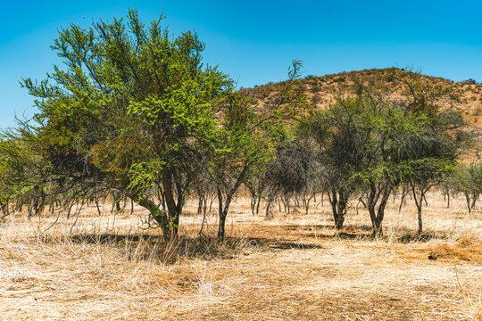 dry trees sorrounded by yellow and dry grass in the mountains in the sun