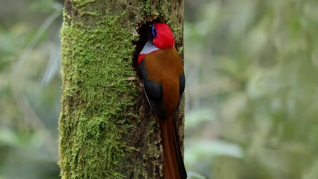 Rare Whitehead's Trogon Bird in its Natural Habitat