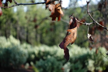 Brown leaf hanging from tree
