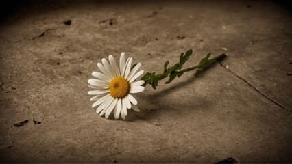 A beautiful diilapidated daisy