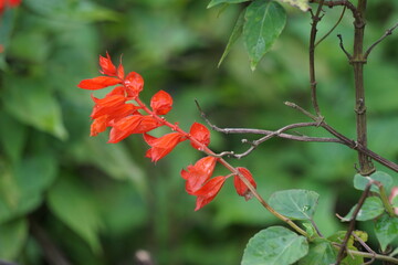 Salvia splendens (scarlet sage, Labiatae). This plantis widely used in Indian traditional medicine for the control of diabetes mellitus