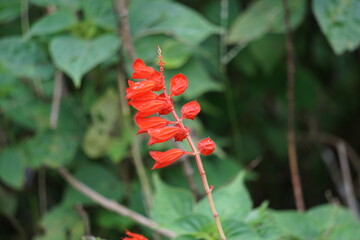 Salvia splendens (scarlet sage, Labiatae). This plantis widely used in Indian traditional medicine for the control of diabetes mellitus