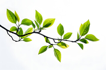 green branch with leaves on white background