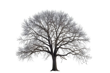 Obraz premium tree isolated on white