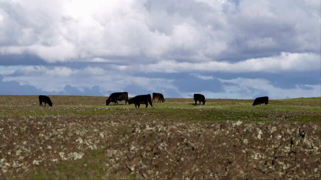 Black cows grazing in a field with storm clouds 