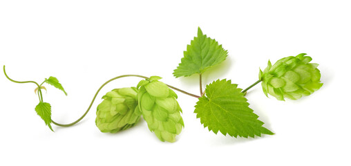 Hop branch  with leaves - 728891509
