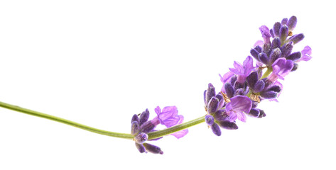 Naklejka premium Lavender flower