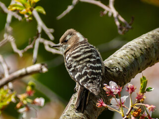 開花した桜の木に止まる野鳥のキツツキ、コゲラ