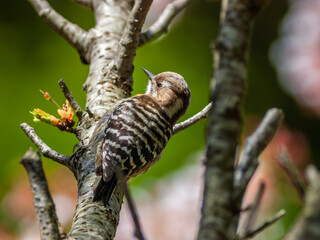 開花した桜の木に止まる野鳥のキツツキ、コゲラ