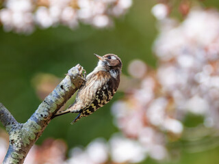 開花した桜の木に止まる野鳥のキツツキ、コゲラ