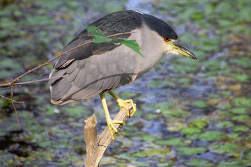 heron