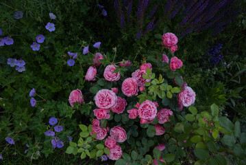 Beautiful pink floribunda roses Leonardo Da Vinci by Meilland in the garden near Salvia and Geranium