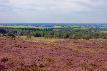 The flowering calluna vulgaris on hillside, Heath, ling or simply heather, The sole species in the genus Calluna in the family of Ericaceae, Lemelerberg or Archemerberg, Ommen, Overijssel, Netherlands