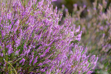 Obraz premium Selective focus of purple flowers in the filed, Calluna vulgaris (heath, ling or simply heather) is the sole species in the genus Calluna, Flowering plant family Ericaceae, Nature floral background.